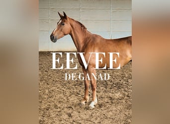 Cheval de sport hongrois, Jument, 4 Ans, 165 cm, Alezan brûlé