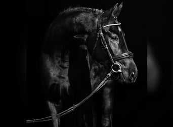 Cheval de sport hongrois, Jument, 4 Ans, 165 cm, Noir