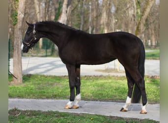 Cheval de sport hongrois, Jument, 4 Ans, 170 cm, Bai brun foncé