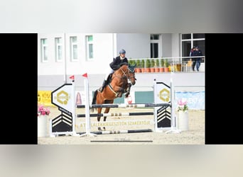 Cheval de sport hongrois, Jument, 4 Ans, 171 cm, Bai cerise