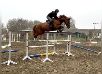 Cheval de sport hongrois, Jument, 4 Ans, 173 cm, Alezan brûlé