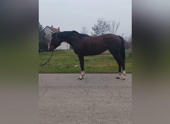 Cheval de sport hongrois Croisé, Jument, 4 Ans, Bai brun