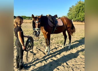 Cheval de sport hongrois Croisé, Jument, 4 Ans, Bai brun