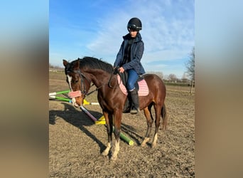 Cheval de sport hongrois Croisé, Jument, 4 Ans, Bai brun