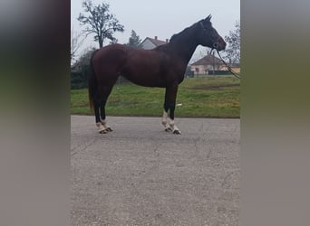 Cheval de sport hongrois Croisé, Jument, 4 Ans, Bai brun