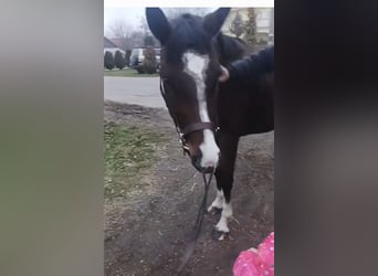 Cheval de sport hongrois Croisé, Jument, 4 Ans, Bai brun