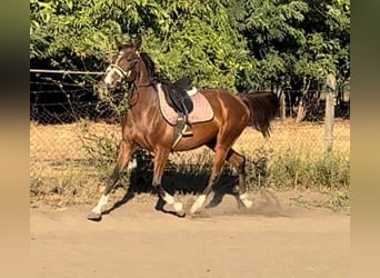 Cheval de sport hongrois Croisé, Jument, 4 Ans, Bai brun