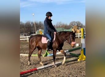 Cheval de sport hongrois Croisé, Jument, 4 Ans, Bai brun