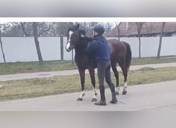 Cheval de sport hongrois Croisé, Jument, 4 Ans, Bai brun