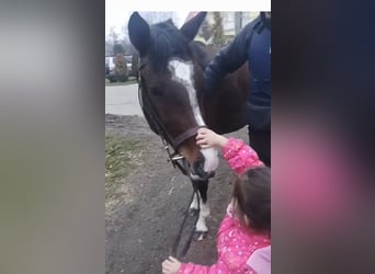 Cheval de sport hongrois Croisé, Jument, 4 Ans, Bai brun