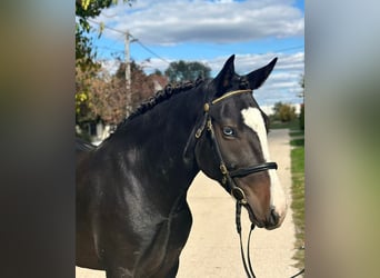 Cheval de sport hongrois Croisé, Jument, 5 Ans, 145 cm, Noir