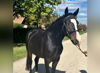 Cheval de sport hongrois Croisé, Jument, 5 Ans, 145 cm, Noir