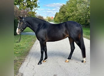 Cheval de sport hongrois Croisé, Jument, 5 Ans, 145 cm, Noir