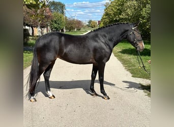 Cheval de sport hongrois Croisé, Jument, 5 Ans, 145 cm, Noir