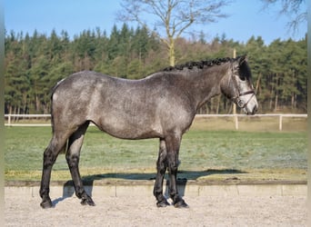 Cheval de sport hongrois, Jument, 5 Ans, 147 cm, Gris noir