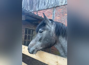 Cheval de sport hongrois, Jument, 5 Ans, 147 cm, Gris pommelé