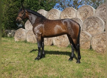 Cheval de sport hongrois Croisé, Jument, 5 Ans, 164 cm, Bai
