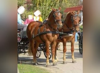 Cheval de sport hongrois, Jument, 5 Ans, 165 cm, Alezan brûlé