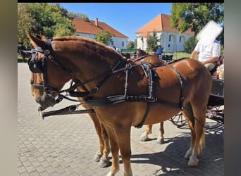 Cheval de sport hongrois, Jument, 5 Ans, 165 cm, Alezan brûlé