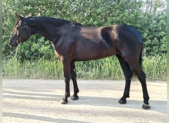 Cheval de sport hongrois Croisé, Jument, 5 Ans, 165 cm, Noir