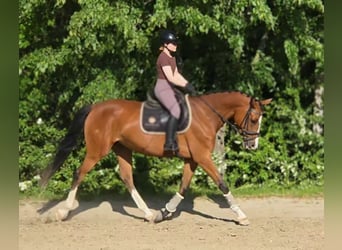 Cheval de sport hongrois, Jument, 5 Ans, 170 cm, Bai