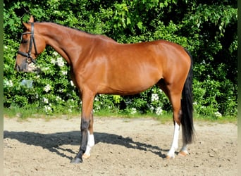Cheval de sport hongrois, Jument, 5 Ans, 170 cm, Bai