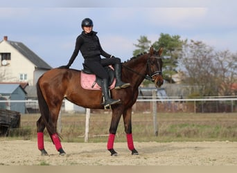 Cheval de sport hongrois, Jument, 5 Ans, 170 cm