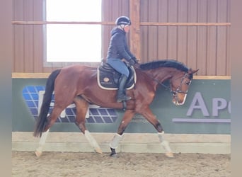 Cheval de sport hongrois, Jument, 5 Ans, 171 cm, Bai