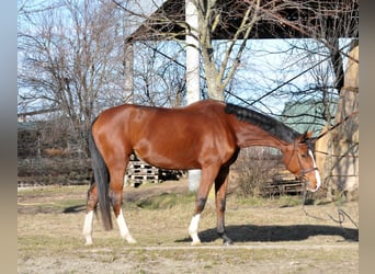 Cheval de sport hongrois, Jument, 5 Ans, 171 cm, Bai