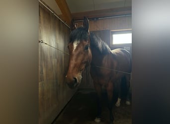 Cheval de sport hongrois, Jument, 5 Ans, 172 cm, Bai cerise