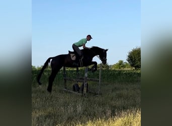 Cheval de sport hongrois, Jument, 5 Ans, 178 cm, Bai