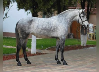 Cheval de sport hongrois Croisé, Jument, 6 Ans, 144 cm, Gris