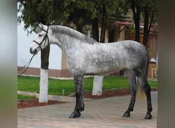 Cheval de sport hongrois Croisé, Jument, 6 Ans, 144 cm, Gris