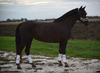 Cheval de sport hongrois, Jument, 6 Ans, 145 cm, Alezan