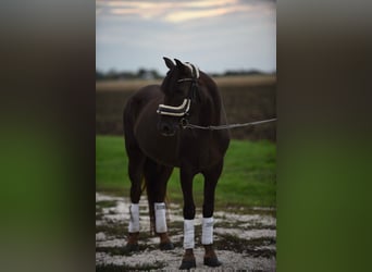 Cheval de sport hongrois, Jument, 6 Ans, 145 cm, Alezan