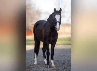 Cheval de sport hongrois Croisé, Jument, 6 Ans, 145 cm, Noir