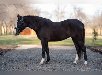 Cheval de sport hongrois Croisé, Jument, 6 Ans, 145 cm, Noir