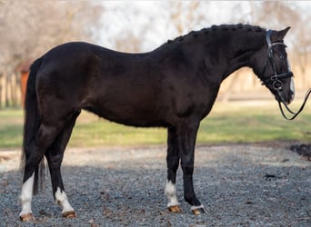 Cheval de sport hongrois Croisé, Jument, 6 Ans, 145 cm, Noir