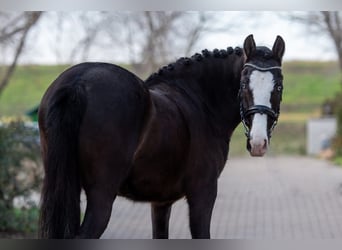 Cheval de sport hongrois Croisé, Jument, 6 Ans, 145 cm, Noir