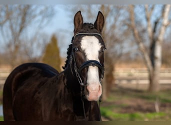 Cheval de sport hongrois Croisé, Jument, 6 Ans, 145 cm, Noir