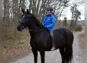 Cheval de sport hongrois, Jument, 6 Ans, 158 cm