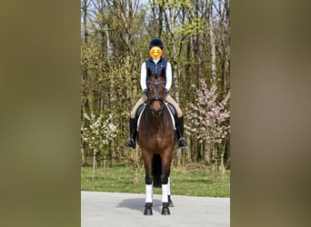 Cheval de sport hongrois, Jument, 6 Ans, 160 cm, Bai cerise