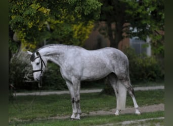 Cheval de sport hongrois, Jument, 6 Ans, 162 cm, Gris
