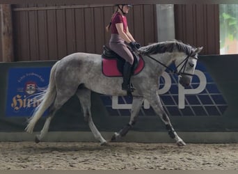 Cheval de sport hongrois, Jument, 6 Ans, 162 cm, Gris