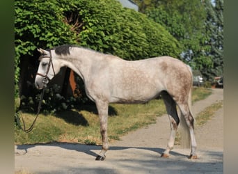 Cheval de sport hongrois, Jument, 6 Ans, 162 cm, Gris