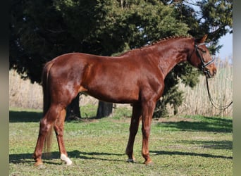 Cheval de sport hongrois, Jument, 6 Ans, 165 cm, Alezan