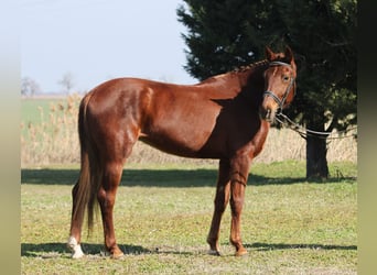 Cheval de sport hongrois, Jument, 6 Ans, 165 cm, Alezan