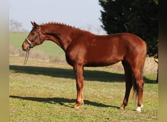 Cheval de sport hongrois, Jument, 6 Ans, 165 cm, Alezan