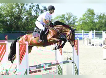 Cheval de sport hongrois, Jument, 6 Ans, 166 cm, Bai cerise