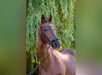 Cheval de sport hongrois, Jument, 6 Ans, 167 cm, Alezan brûlé